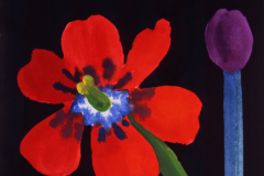 Open Red Tulip  with Purple Tulip [023-00]