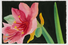 Pink Amaryllis on Olive Black        [006-99]