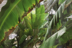 22. Backyard Bite, Key West - Karen Melvin - Type: Photograph behind glass - Size: 405x330mm - Cost: £125