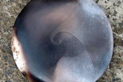 1-Fossil-approx-20-cm