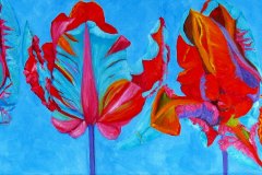Lif-of-a-Blumex-Tulip3